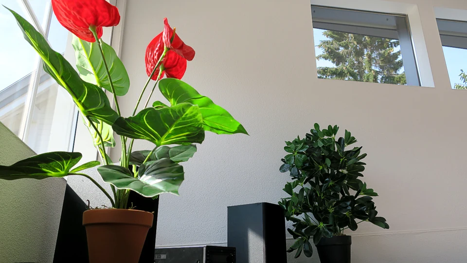 Blumen und Pflanzen in unserer Einbauwerkstatt