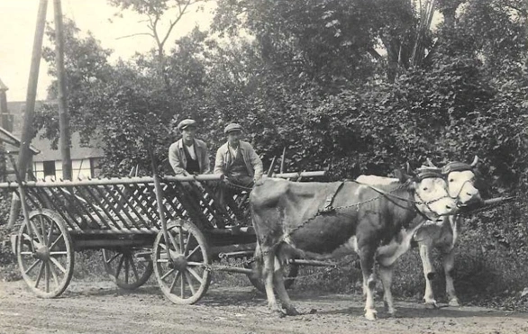Julius Wilhelm Dauth, Marco Noltes Großvater, links auf einem von zwei Rindern gezogenen Wagen, um 1955.
